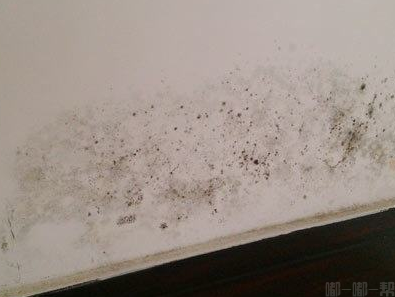 窗边墙体发霉如何处理 窗边墙体发霉如何处理